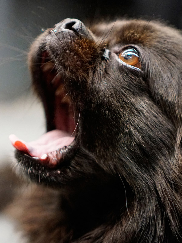 REVIERHUND. Geschichten aus dem Ruhrgebiet - Gähnender Hund - Über uns Seite