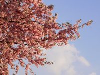 Wolfgang Welt Tour - Kirschblüten in der Sonne